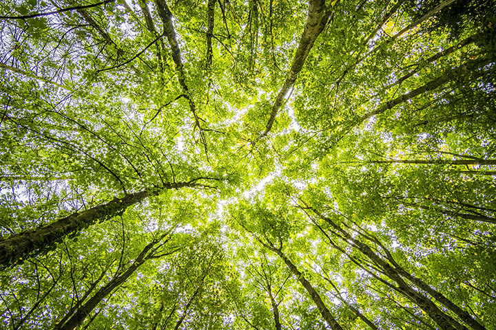 a photo of trees