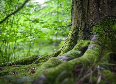 Creating a Culture of Sustainable Resilient Remediation